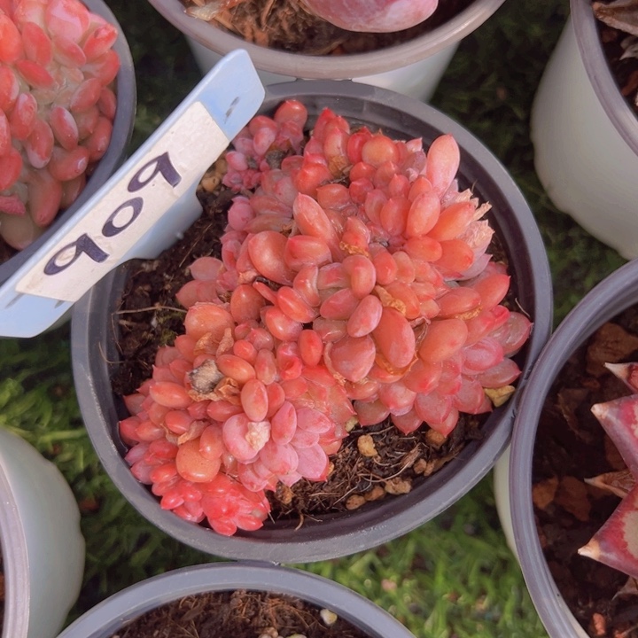 健健康康平平安安