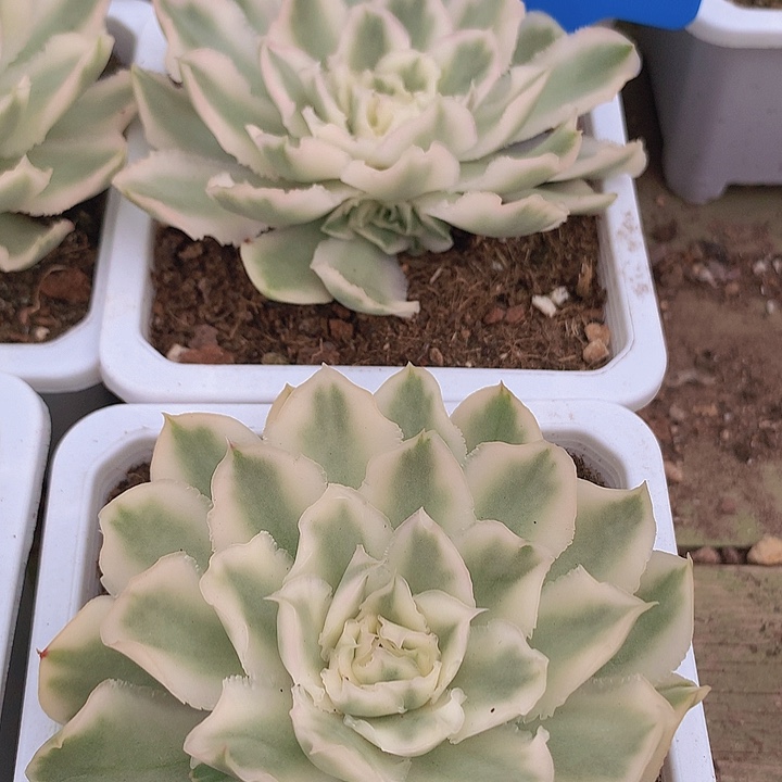 t044紫蝴蝶锦单头带崽