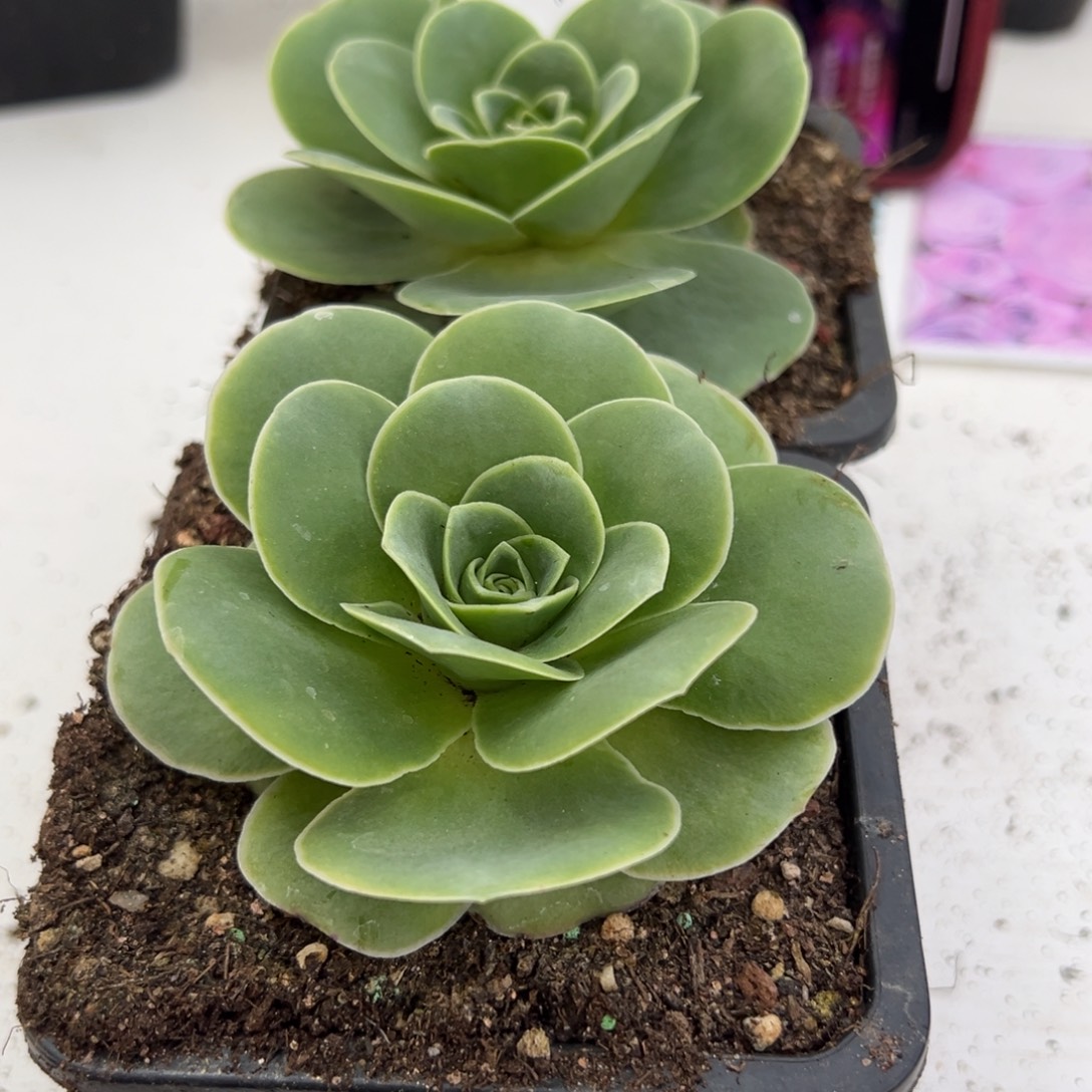 853 山地玫瑰基地带盆土优选水蜜桃