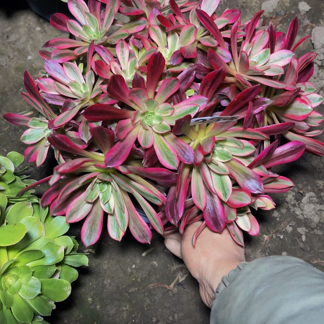 法师法师13-38。包邮法师