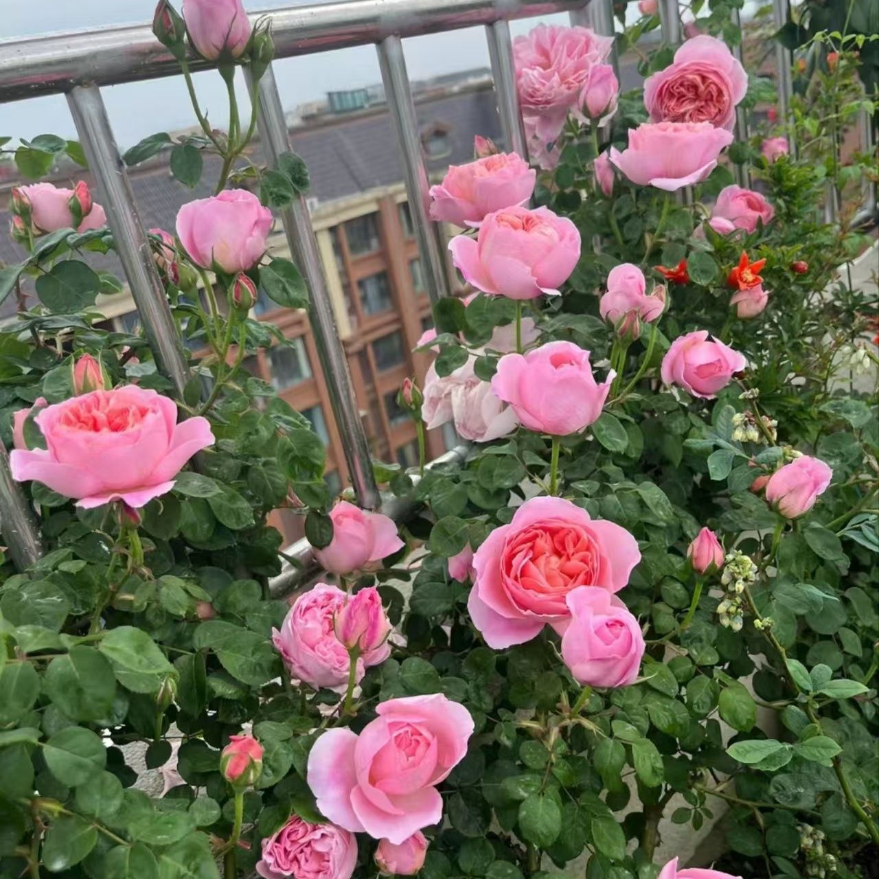 舍农索城堡的女人大花浓香月季花老桩四季绿植开花丰易养护