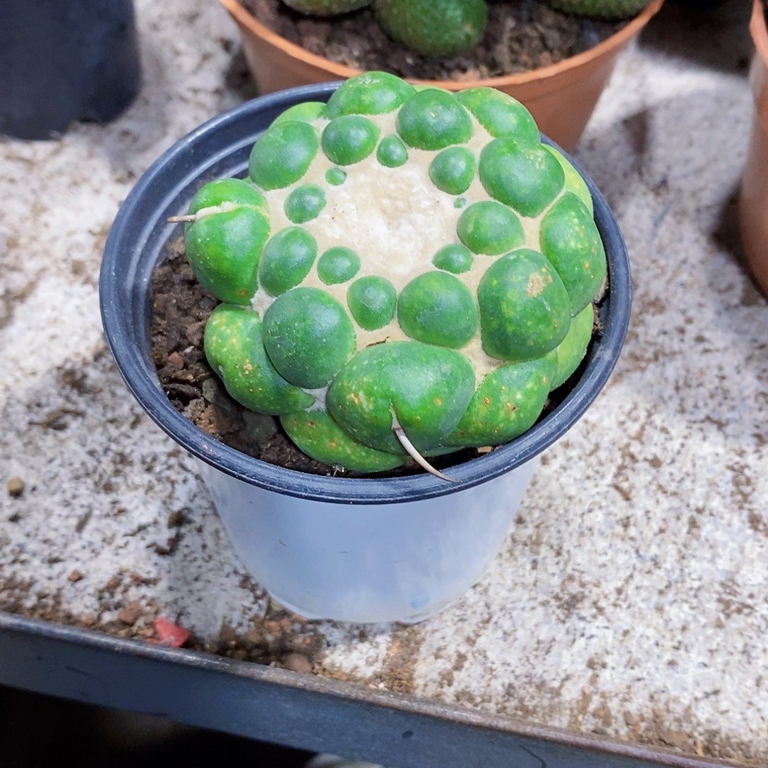 香牙11111111111111个