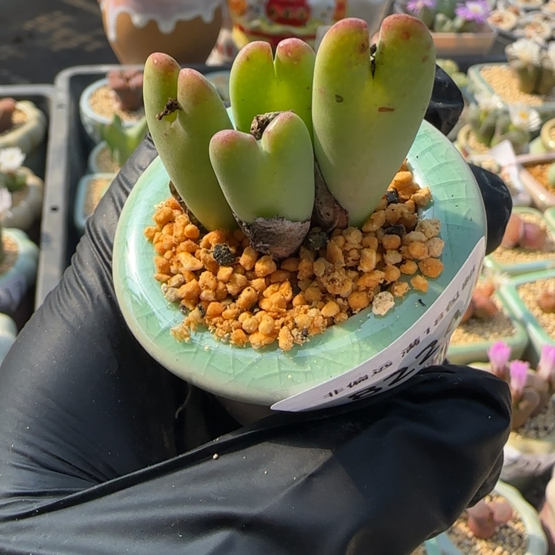 8224--一物一拍 带盆