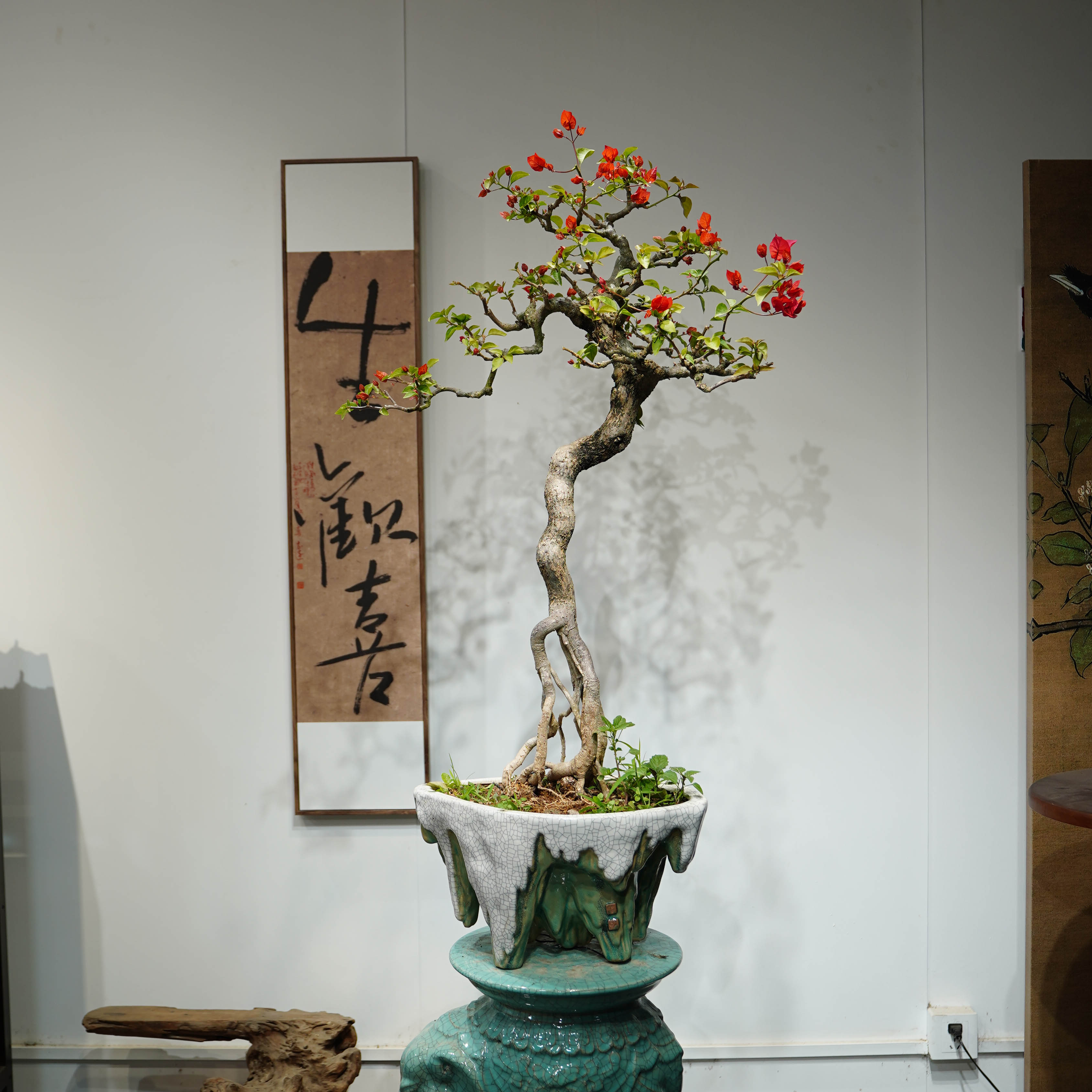 精品三角梅同安红造型盆景客厅阳台庭院盆景勤花高端老桩四季开花