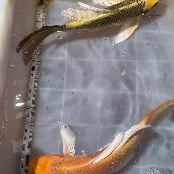 蝴蝶鲤鱼渔场直发99