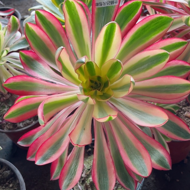 656阿波罗福多肉12345678