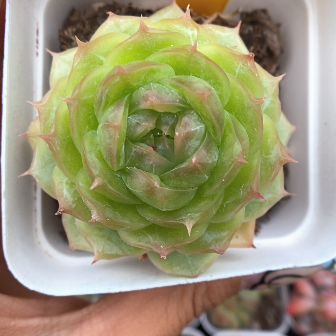 蔷薇珍妮可拍899号