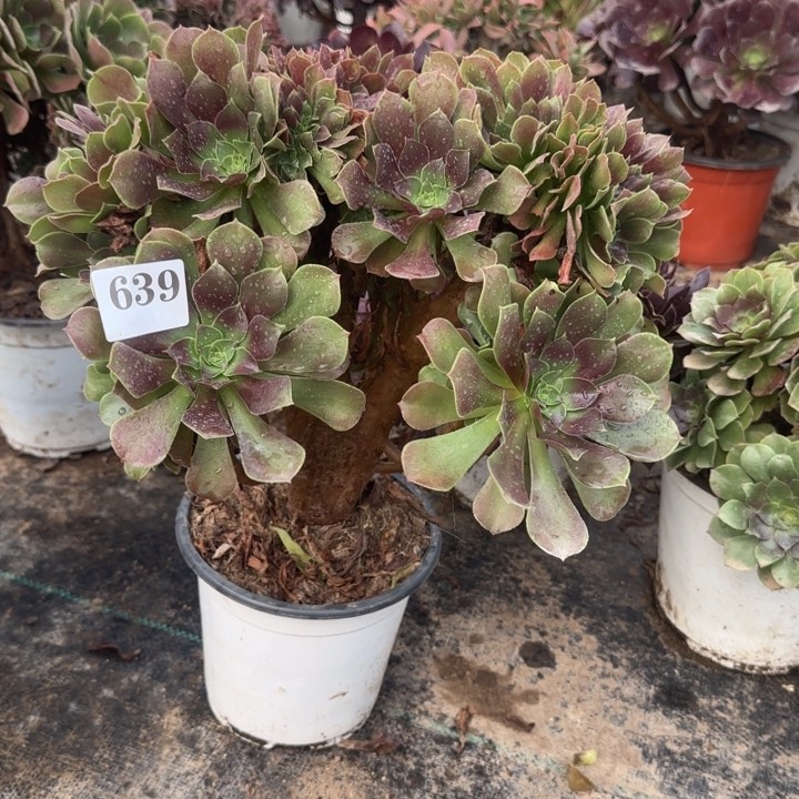 639两单包邮玫瑰坠化。         