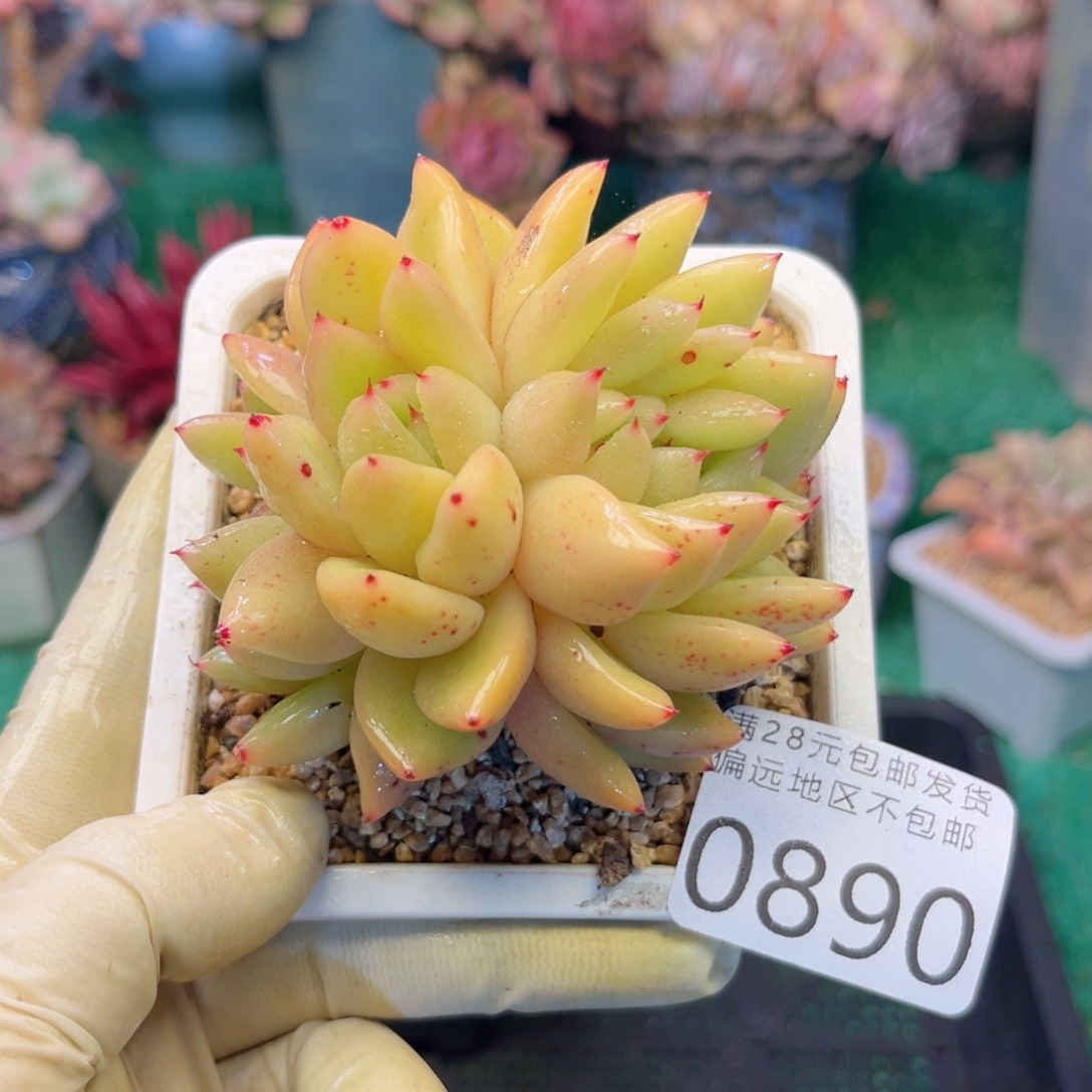 我0890（h x b ch g h n