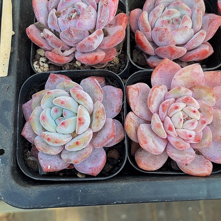 紫雾2.8带盆土发过