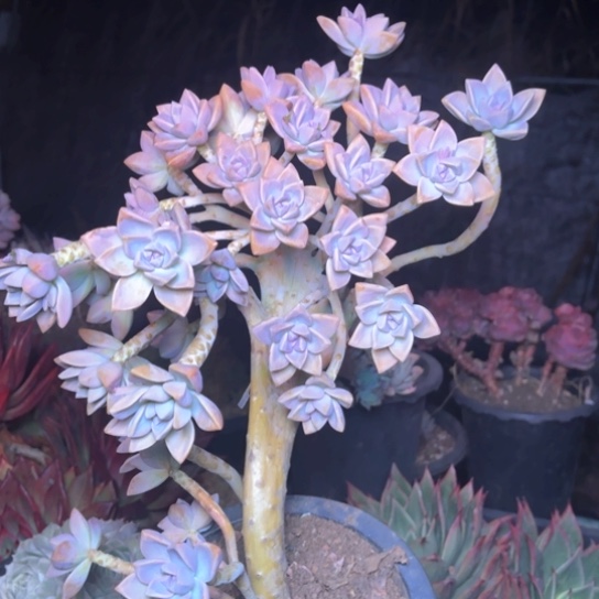 是****多肉植物的植物