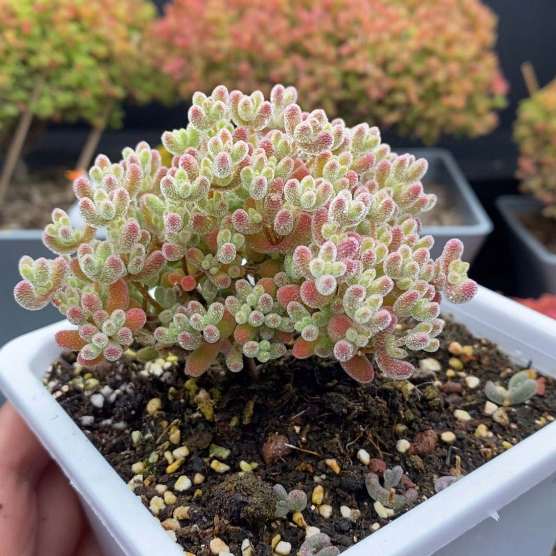 无花朵8号优选冰晶枝干