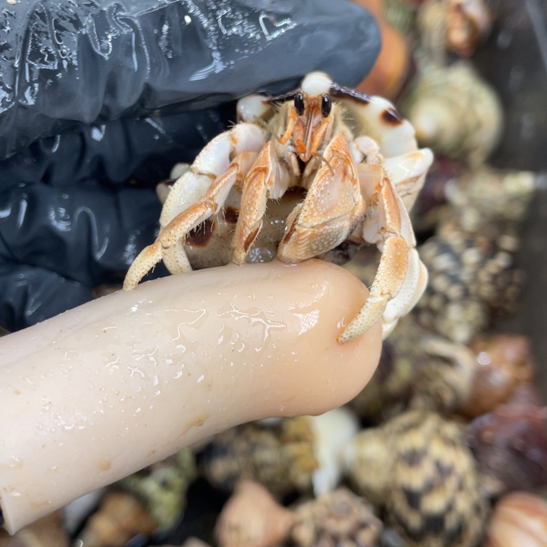 活体宠物不退不换40