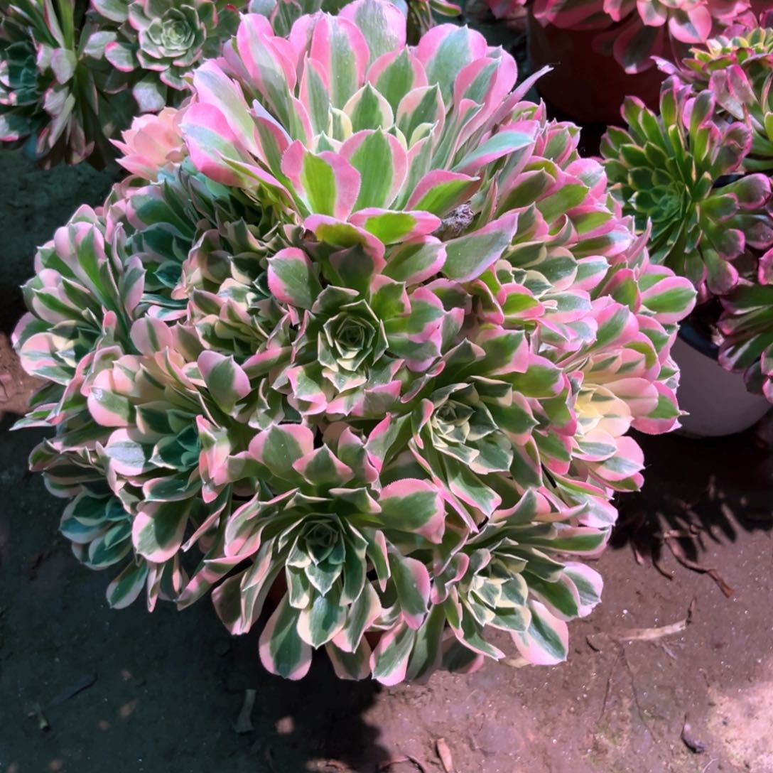 多肉植物白凤560