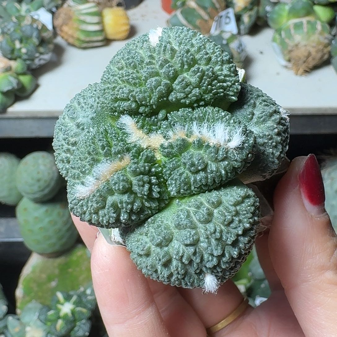 无花朵大尤哥斯拉牡丹784