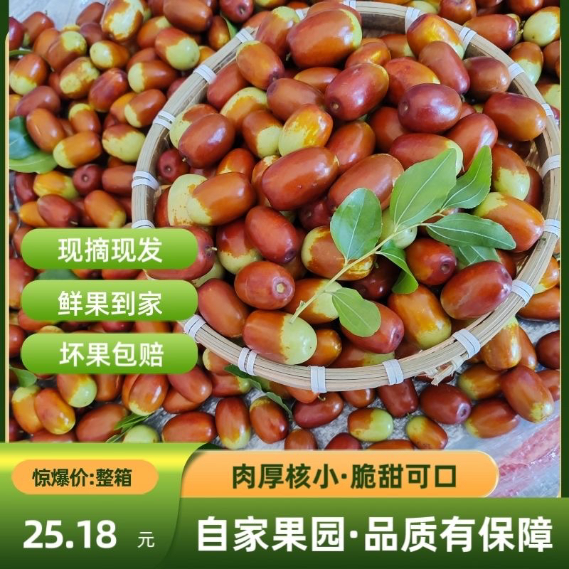 朝阳大枣现摘现发鲜甜多汁可生蒸两吃果肉饱满