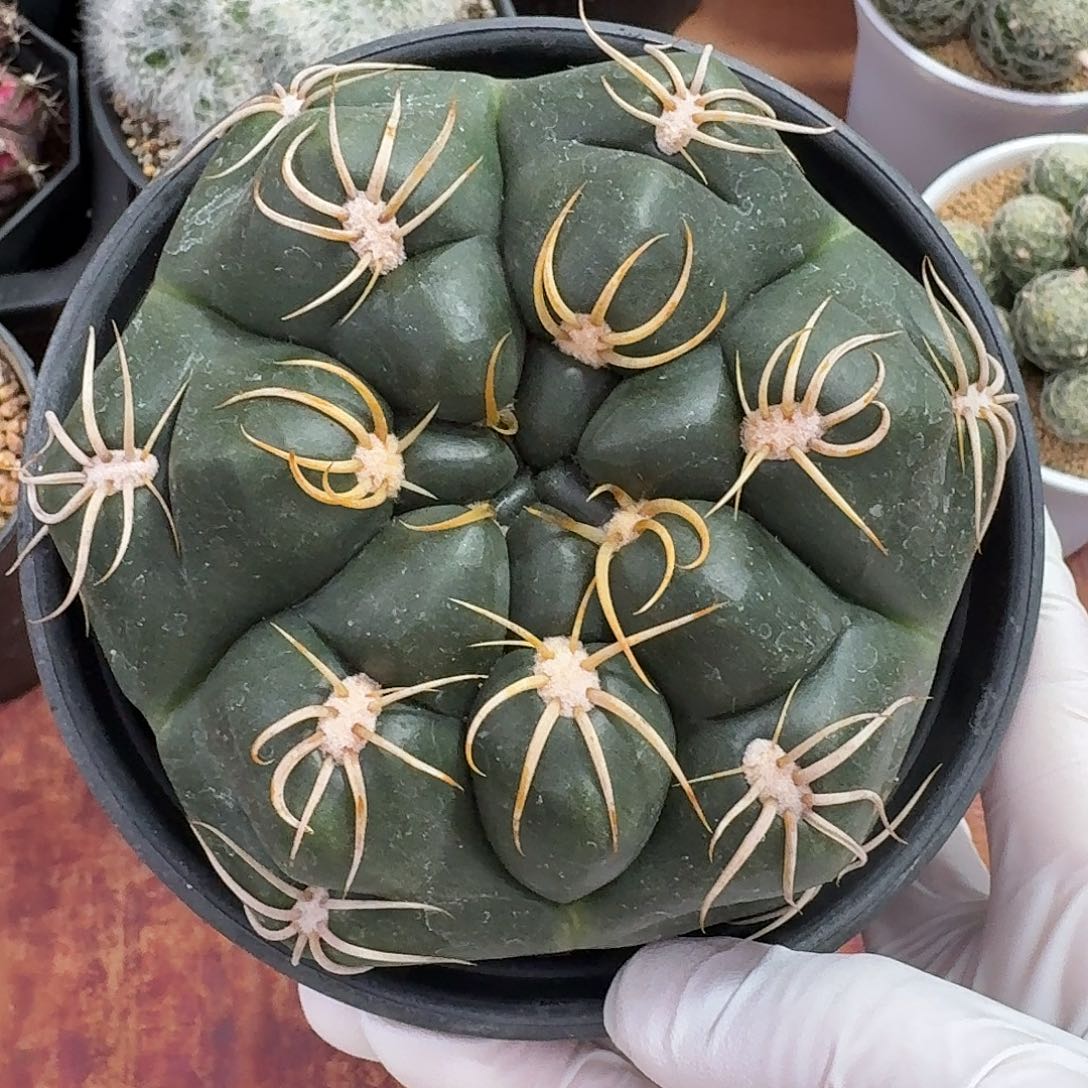 大号海王仙人球1264