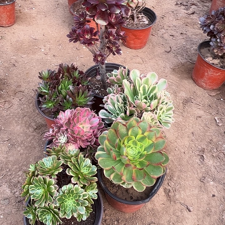 594多肉植物组合，瑕疵特价，
