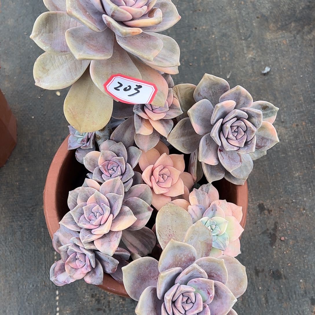 203号紫乐锦，一物一拍