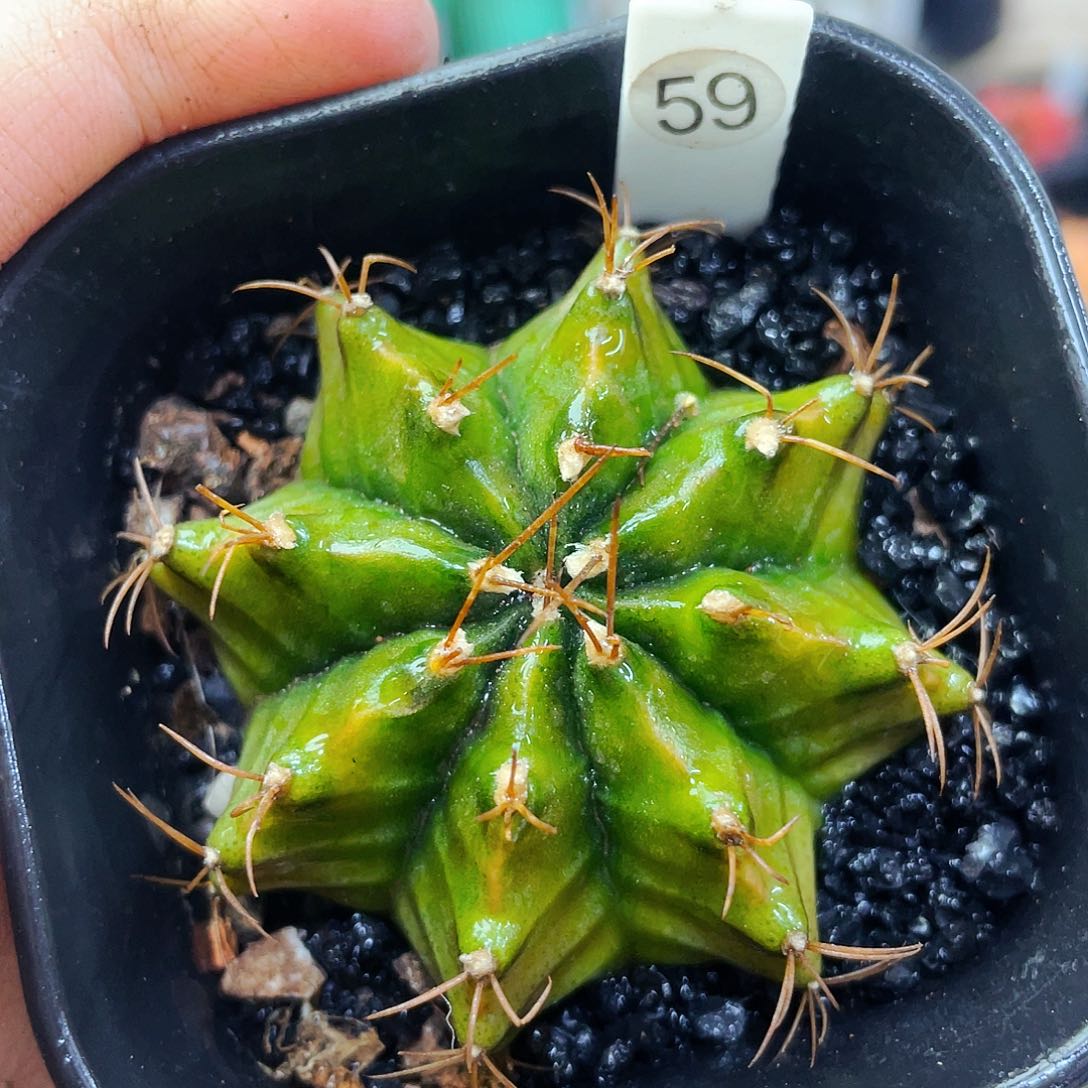 非偏远地区满25包邮仙人球