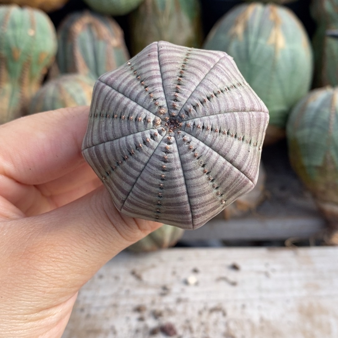 3欧系实生布纹球一物一拍