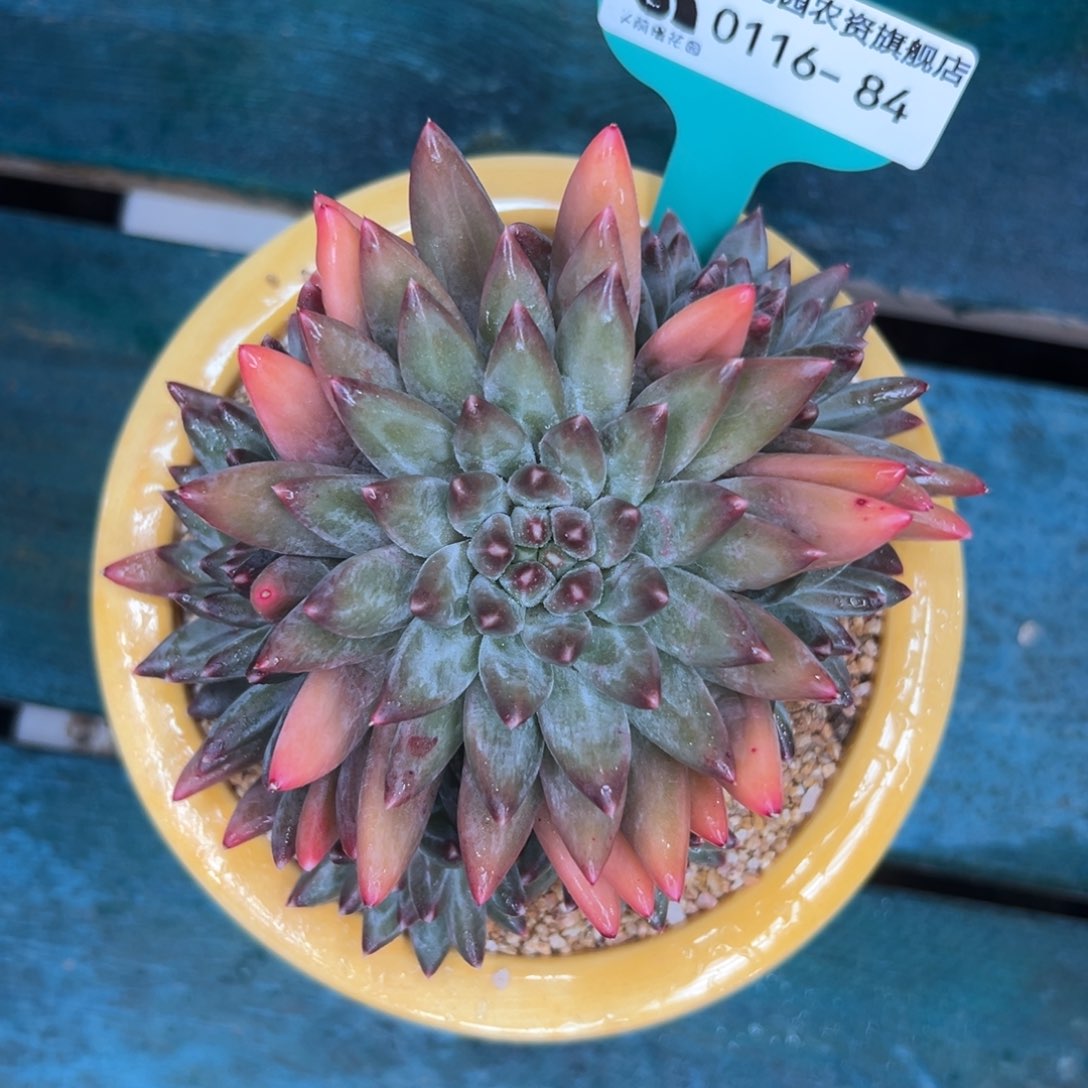 多肉一物一拍0116-84