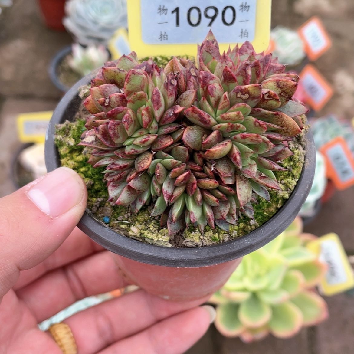 【闪购商品】1090号