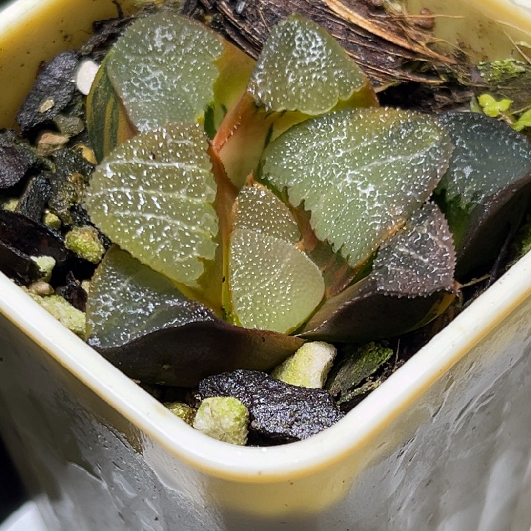 十二卷多肉3448巨人兵