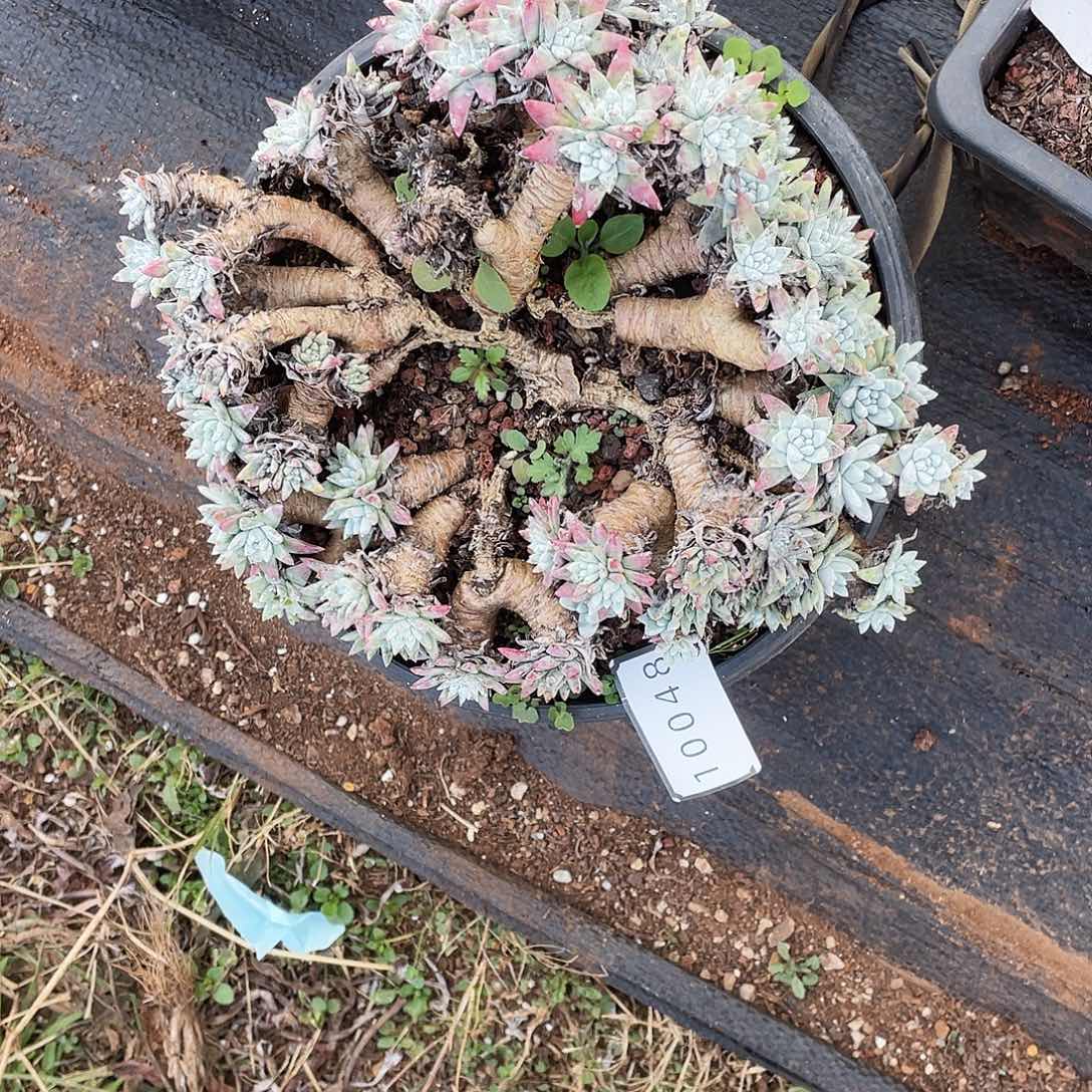  瑕疵特价不售后10048