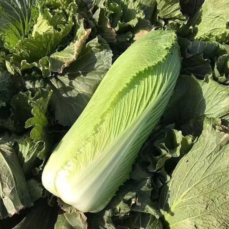 【汇峰农场】新鲜龙牙菜3斤和5斤装（±2两）无筋无丝开锅烂 顺丰快递