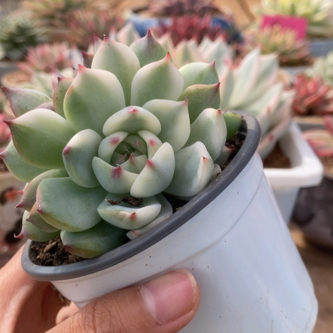 206锦锦锦锦锦锦锦锦锦