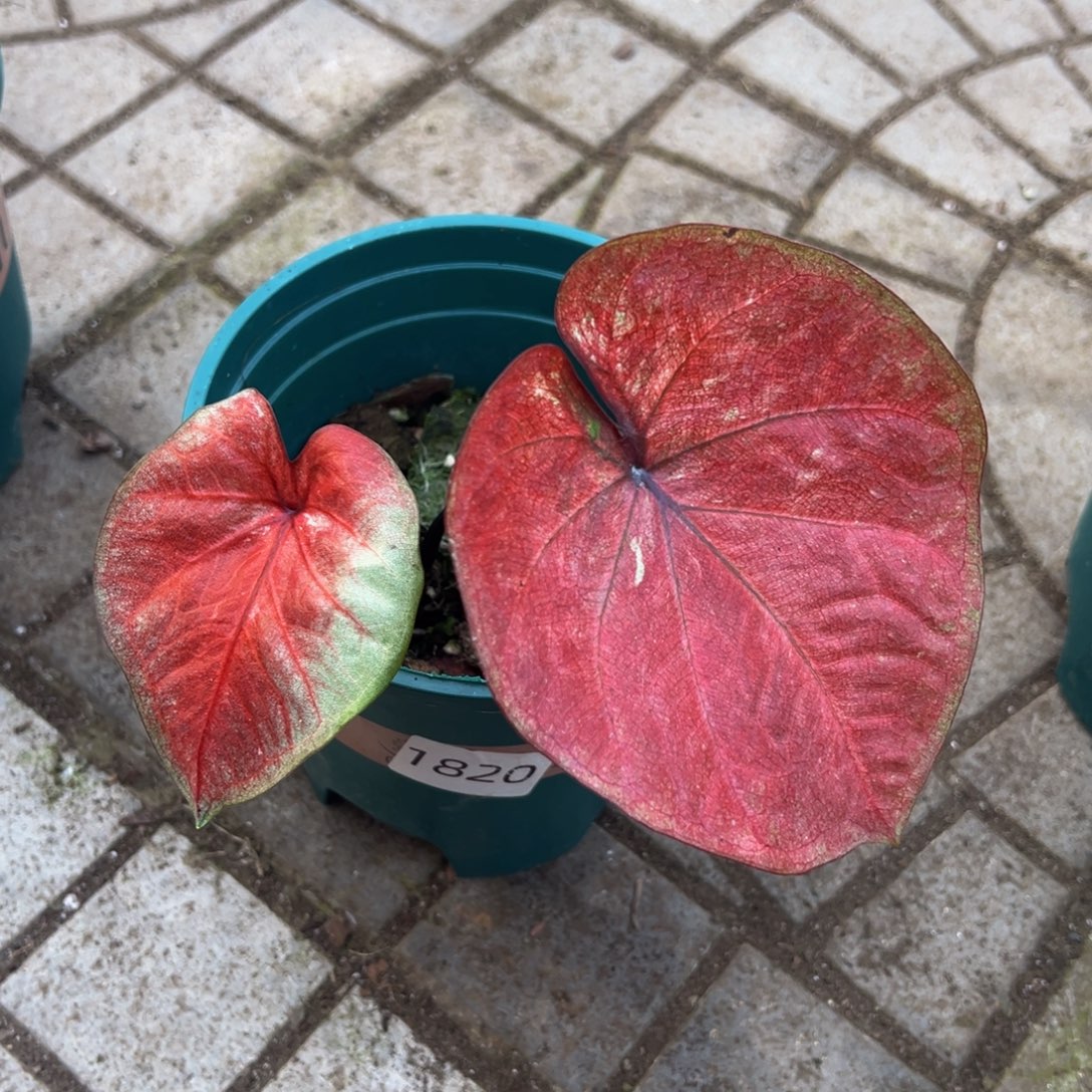 小***蝶完全开放1820泰彩