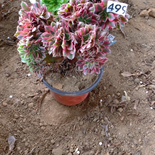 无花朵499多肉植物粉女巫缀化