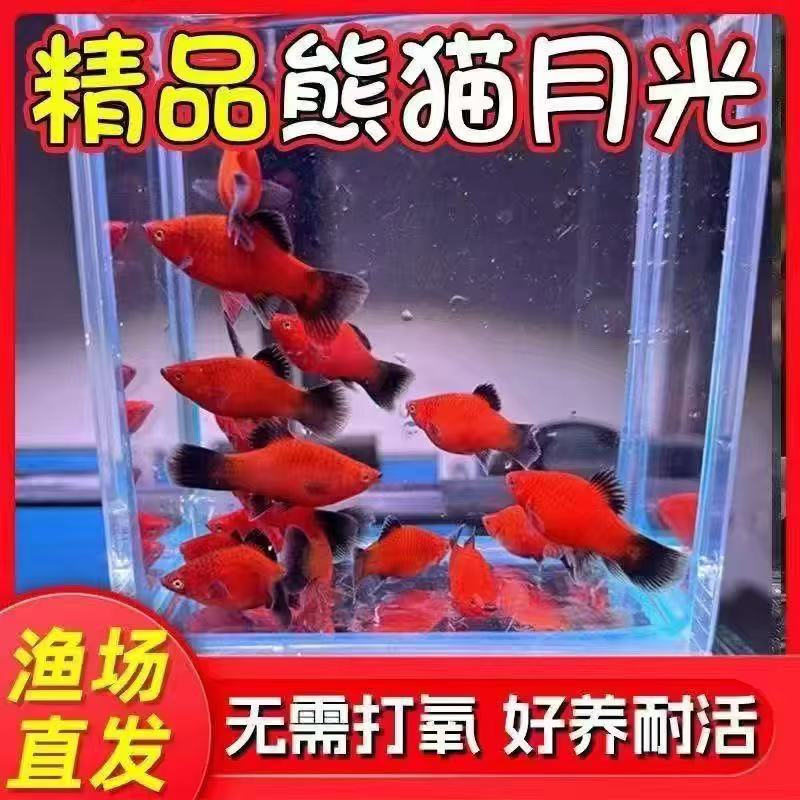 适合新手的熊猫月光红米奇鱼小型胎生热带观赏鱼包邮