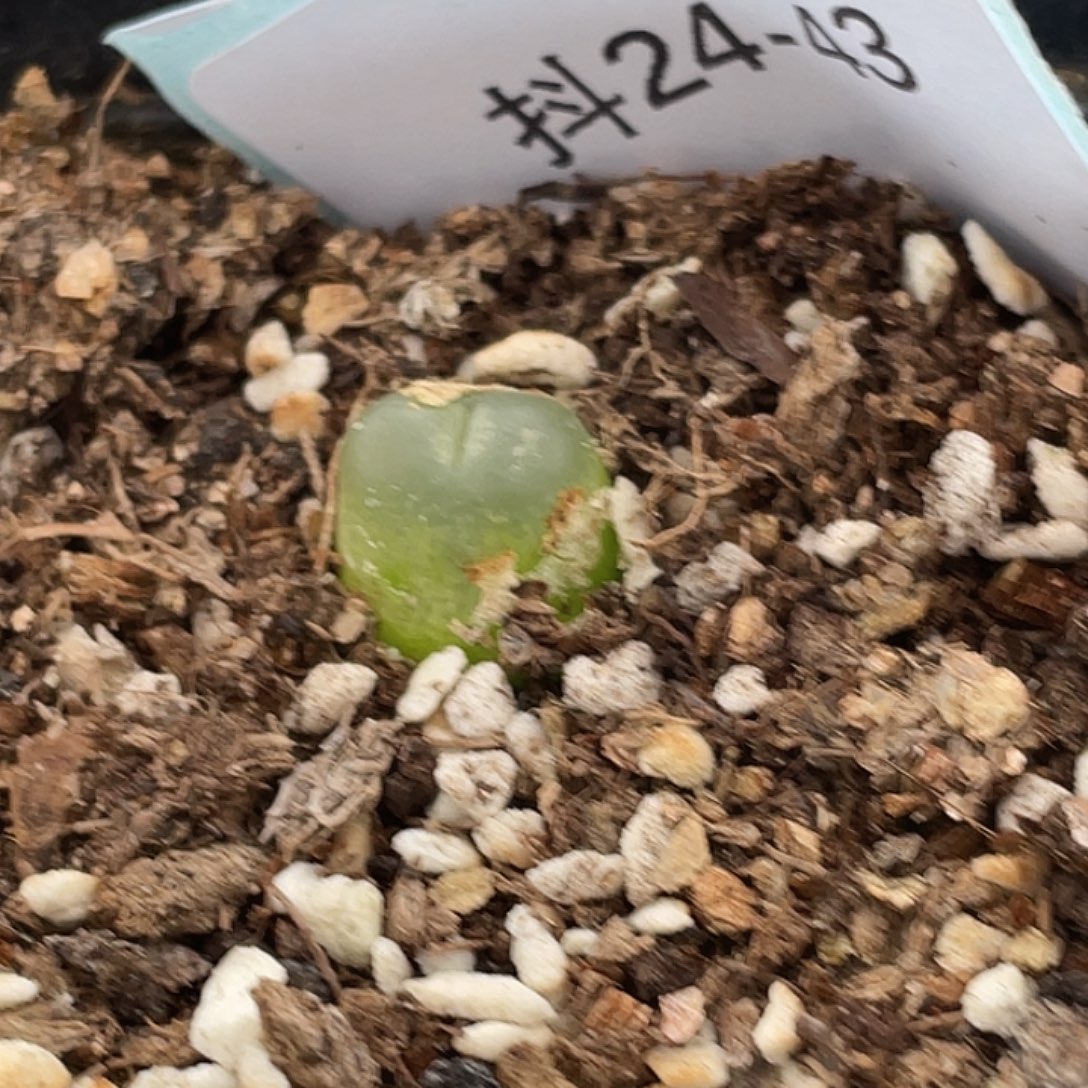 24-43拉登多肉植物