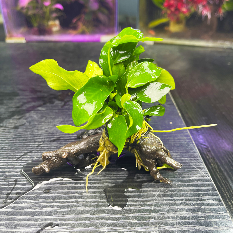 【宠粉福利】沉木小榕 入缸成景 单头水榕水草水下植物草缸懒人造景