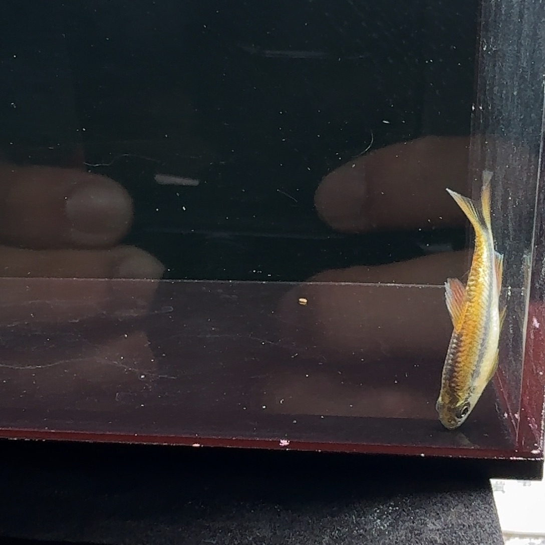 灯科鱼红旗白金柠檬