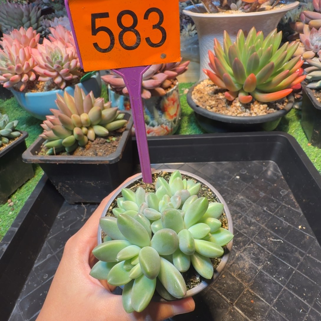 多肉植物一物一拍583