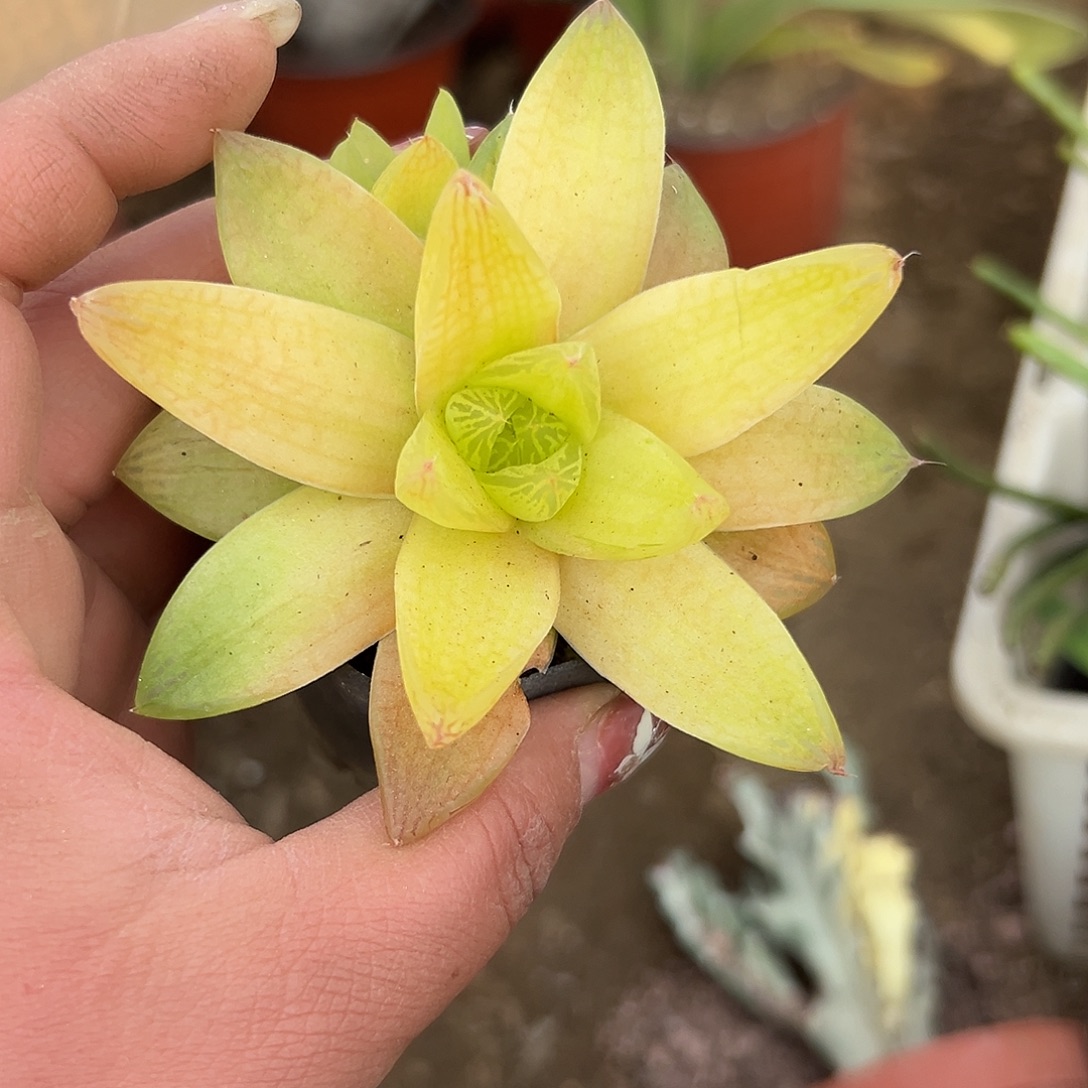 多肉植物微瑕黄金菊