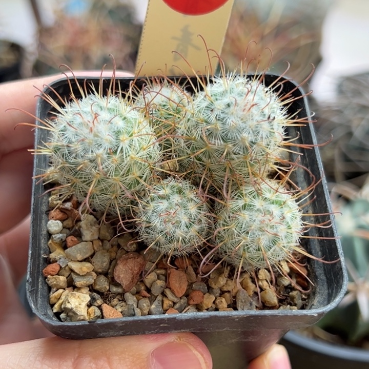 实生五头割刺丰明丸群一棵仙人球