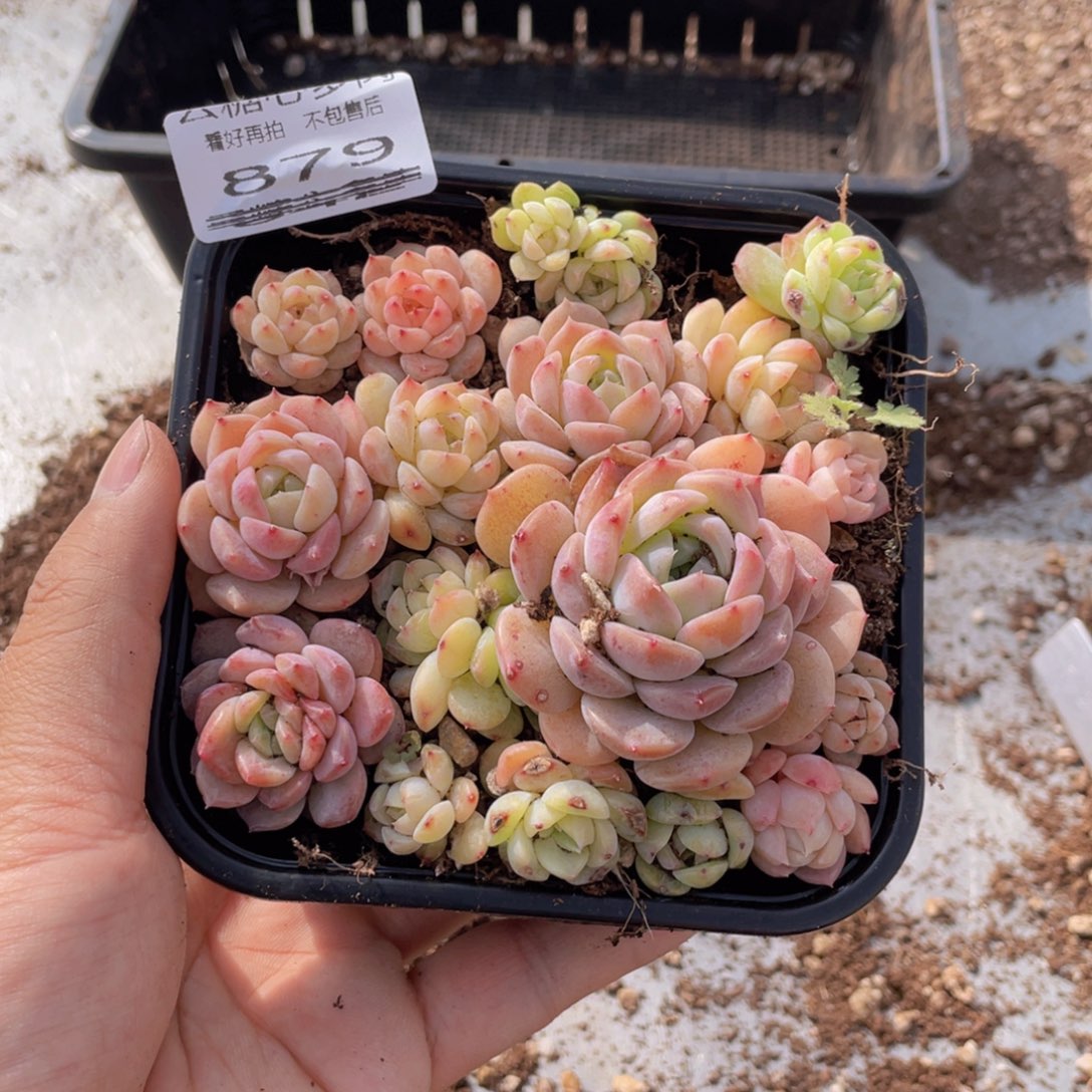 云糖心多肉植物879