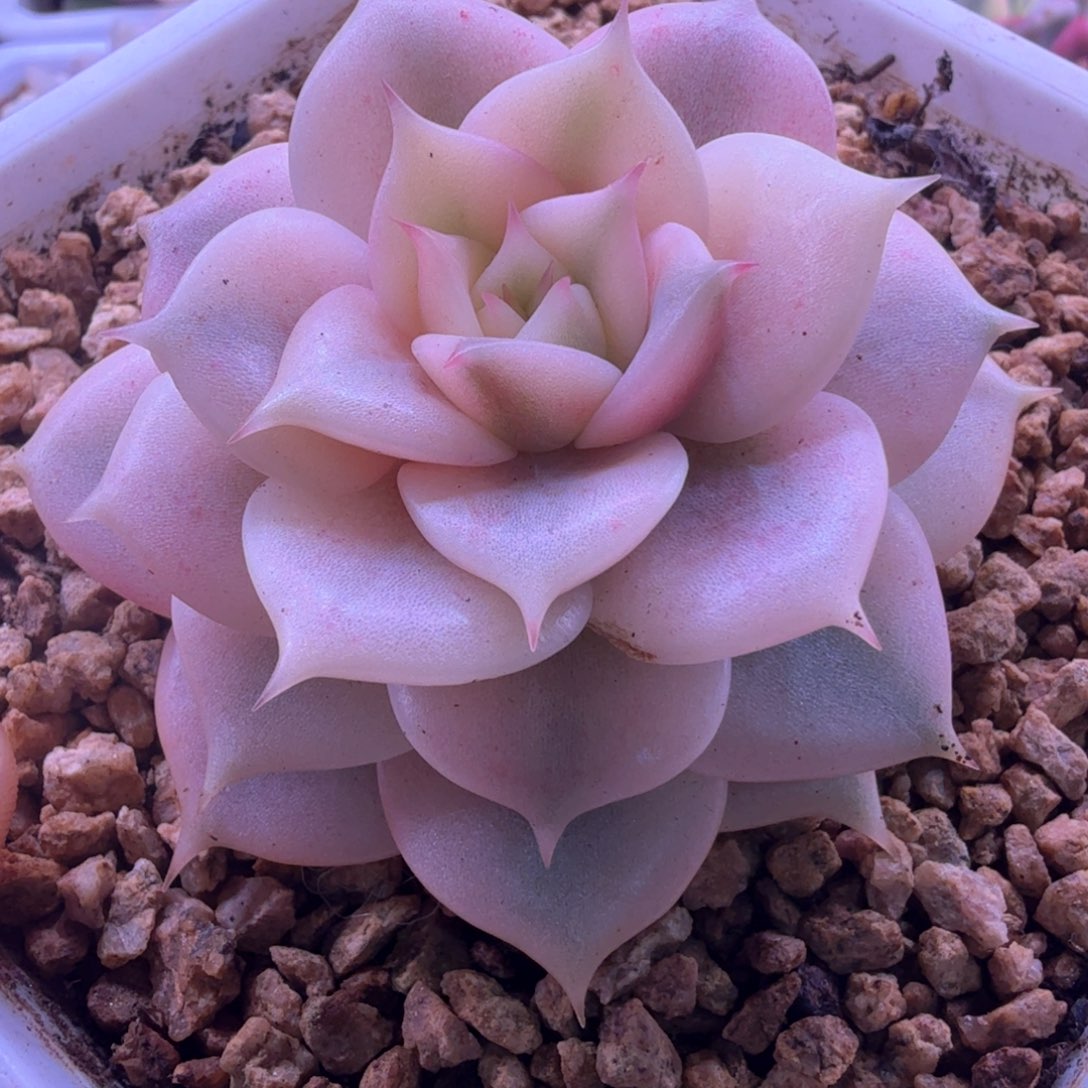 贝加尔湖锦 多肉植物