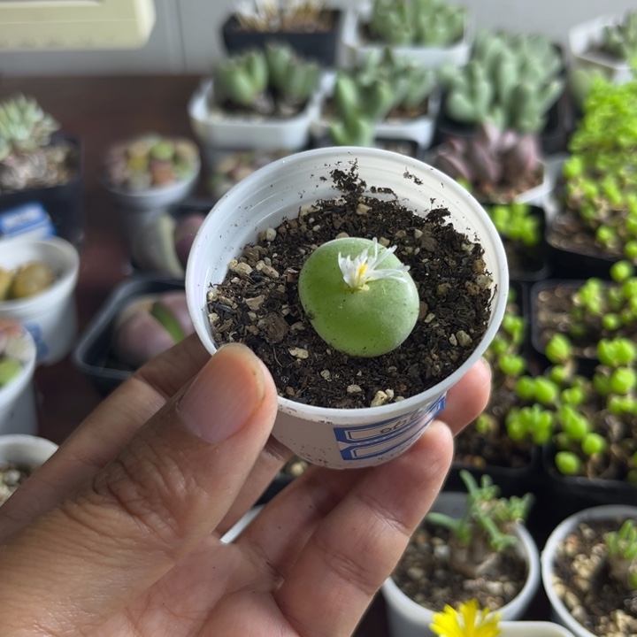 066 空卡多肉植物