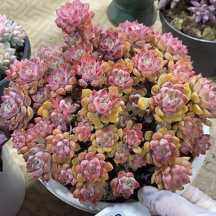 小七夕多肉粉布偶87