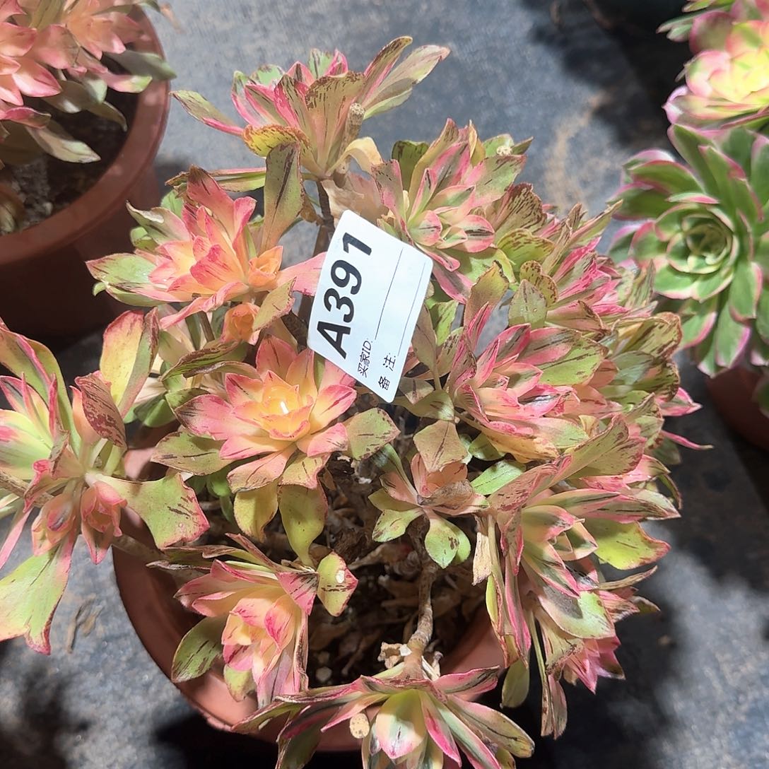 ❥****荷花多肉法师a391