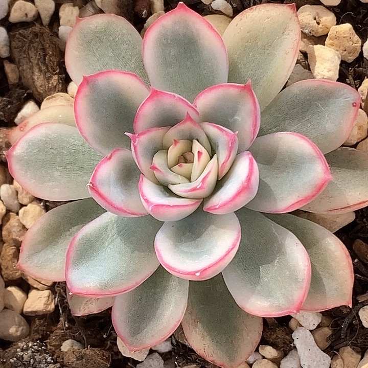 荷花锦一物一拍，