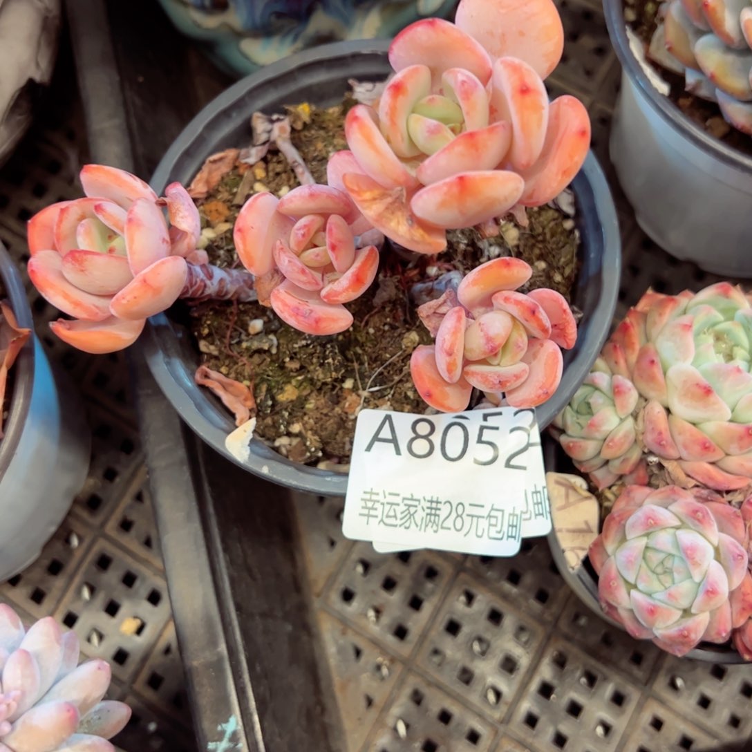 幸运颜色白色的小