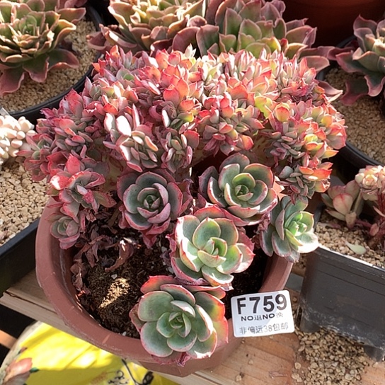 唐***啦霞光缀化759 亏本处理不退不换7-8天发货