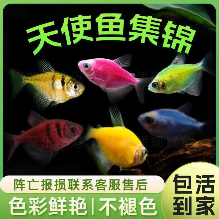 七彩天使鱼小型热带观赏鱼颜色丰富群游好养适合新手