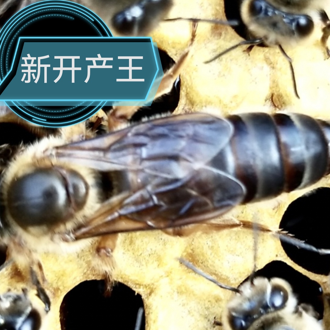 土蜂中蜂新开产蜂王吴王